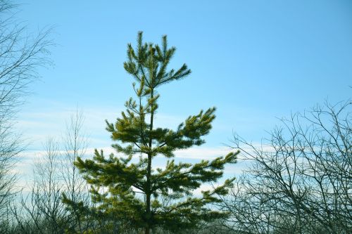 coniferous tree pine christmas tree