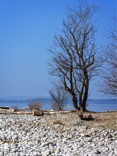 tree bank beach