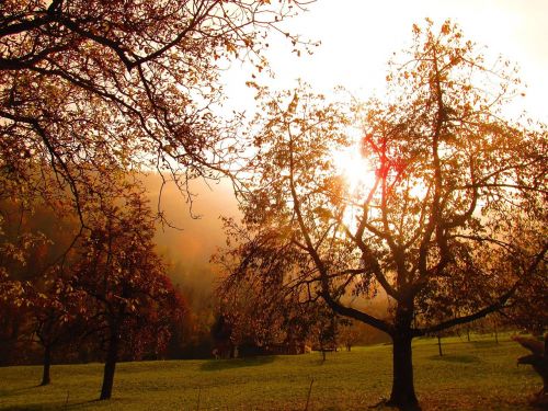 tree sun sunset