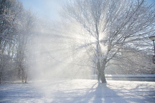 trees tree snow