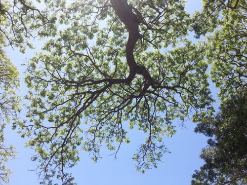 tree nature sky