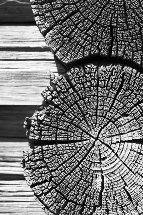 tree wood wood texture