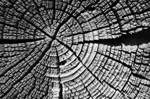 tree wood wood texture