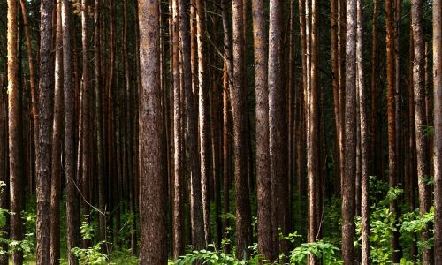 tree forest nature