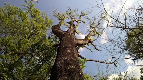 tree branch outdoors