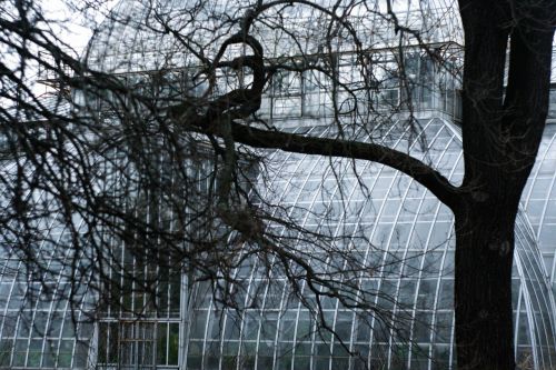 tree botanical garden structure