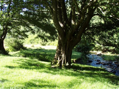 tree grass river