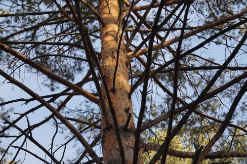 tree branch pine