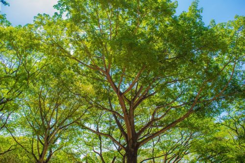 tree green nature