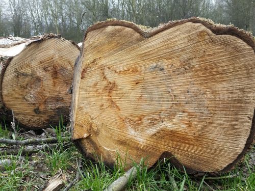 tree wood trunks