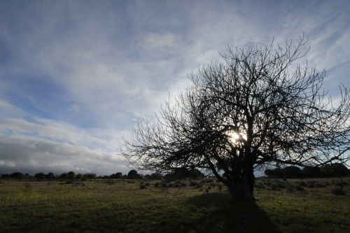 tree sunset sky