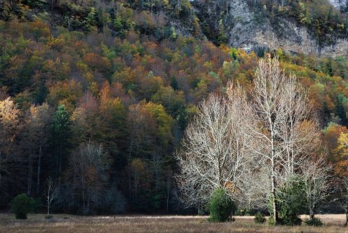 tree forest nature