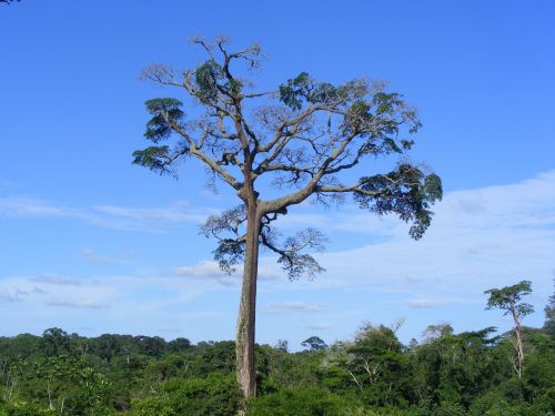 moabi baillonella tree