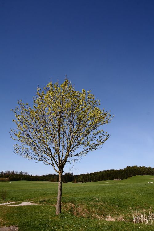 tree meadow nature