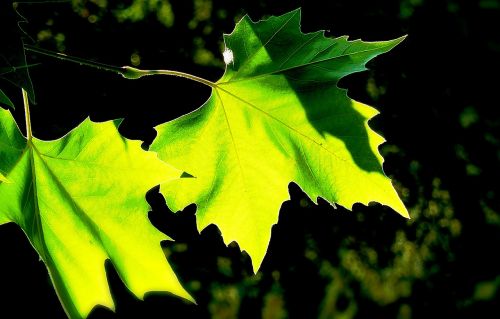 tree leaves colorful