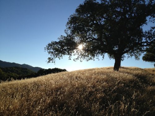 tree california hills