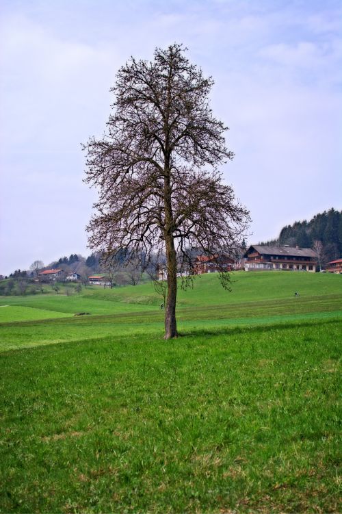tree individually nature