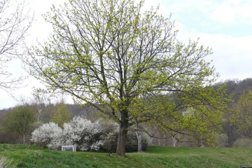 tree lake landscape