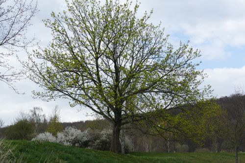 tree lake landscape