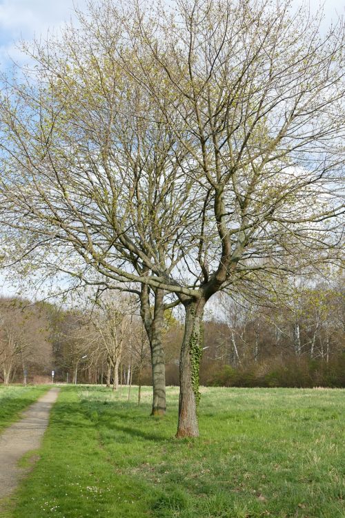 tree park landscape