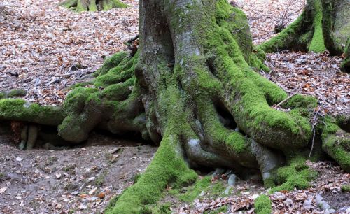 tree old tree root