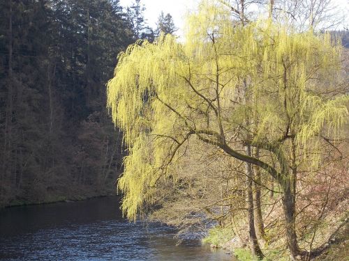 tree nature spring