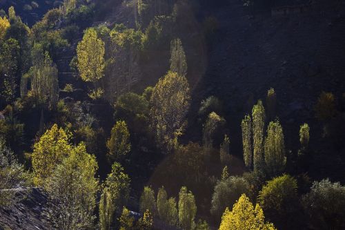 tree shadow forest