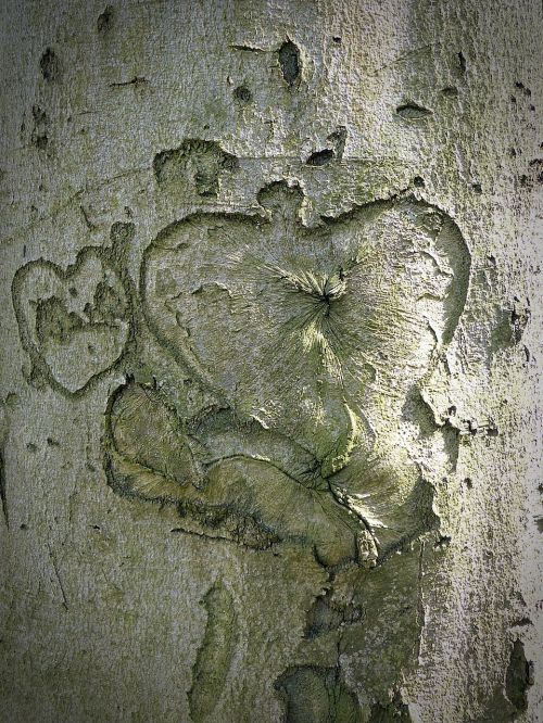 tree heart bark