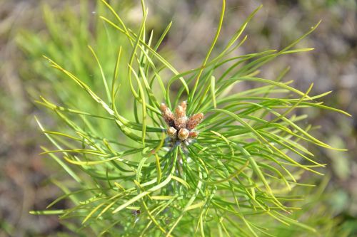 tree pine pine buds