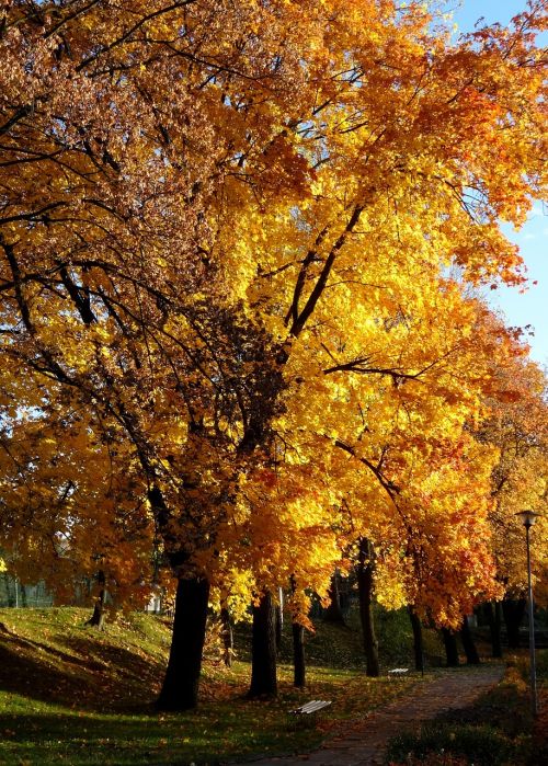 tree autumn olkusz