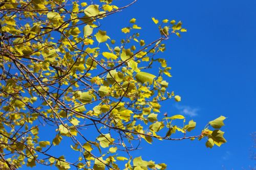 tree spring leaves