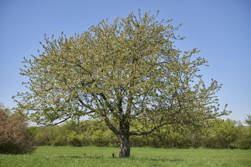 tree spring nature