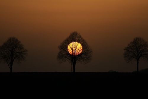 tree abendstimmung setting sun