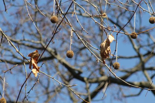 tree sunny winter