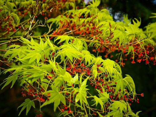 asian japanese maple maple tree