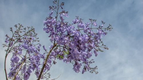 tree flowers purple