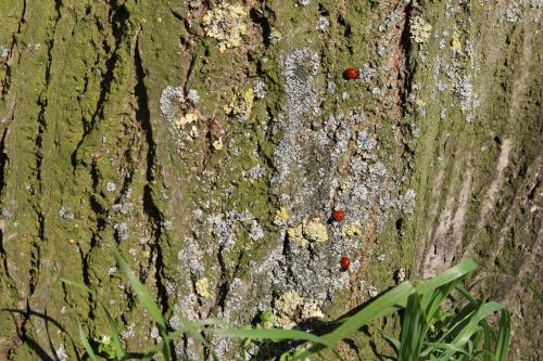 ladybugs tree spring