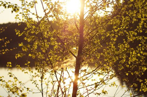 tree sun summer