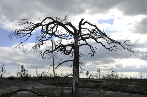 tree dead tree forest fire