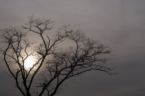 tree sun cloudy