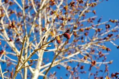 tree bloom blossom