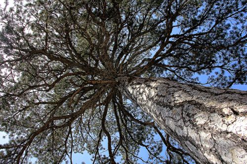 tree branch aesthetic