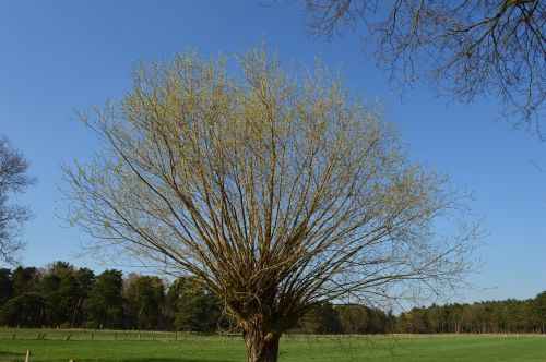 tree nature spring