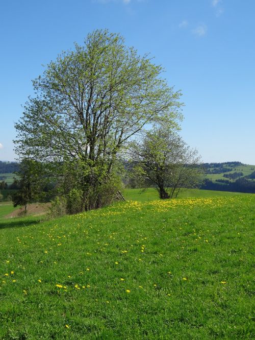tree meadow spring