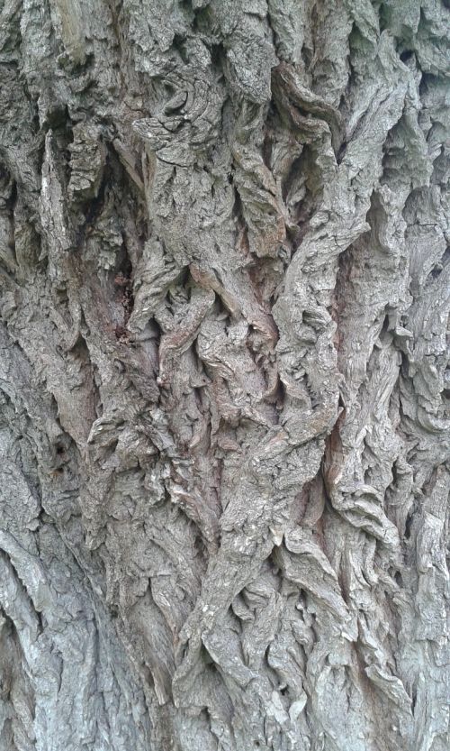 tree bark structure