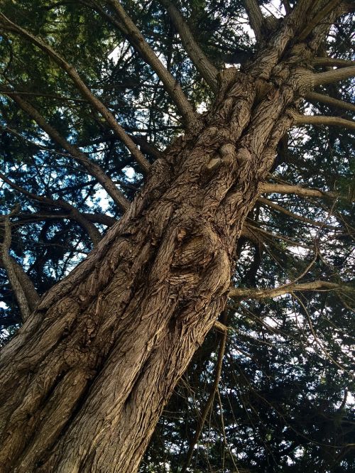 tree bark branches