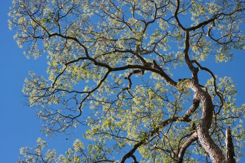 tree tree branches forest