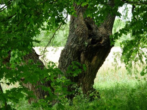 tree old tree green tree