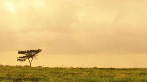 tree field landscape