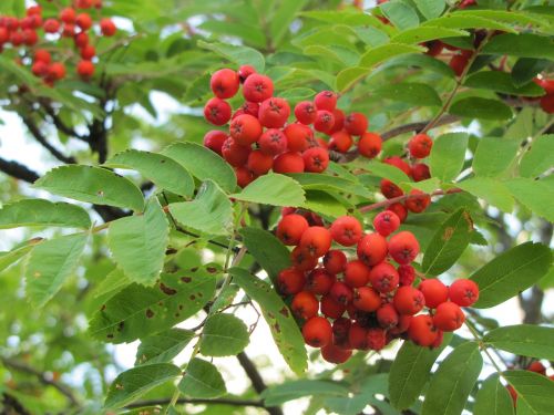 tree rowan red berries